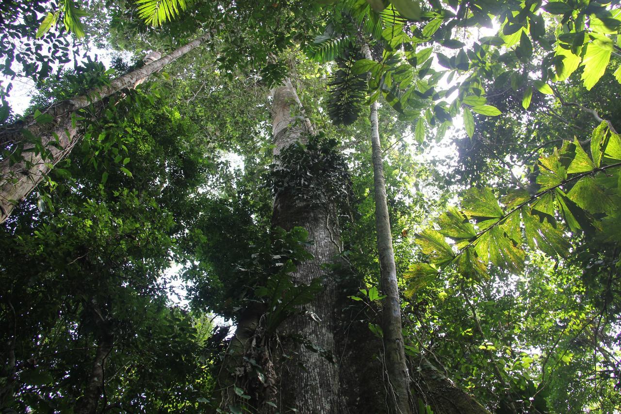 Green Forest Ecolodge Puerto Montufar Exterior foto